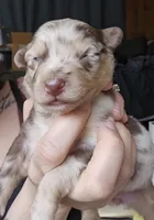 Ember, a female Australian Shepherd for sale in Lake Geneva, WI – Photo 4 of 9
