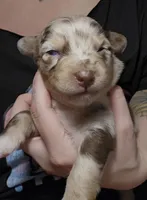 Ember, a female Australian Shepherd for sale in Lake Geneva, WI – Photo 2 of 9