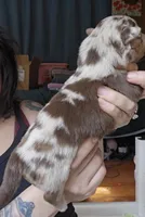 Ember, a female Australian Shepherd for sale in Lake Geneva, WI – Photo 8 of 9