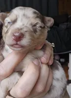 Ember, a female Australian Shepherd for sale in Lake Geneva, WI – Photo 6 of 9