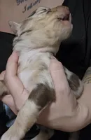 Ember, a female Australian Shepherd for sale in Lake Geneva, WI – Photo 3 of 9