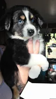"Shirley", a female Australian Shepherd for sale in Lake Geneva, WI – 7 of 10