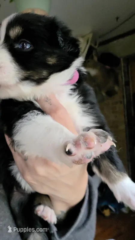 "Shirley" – Australian Shepherd puppy for sale in Lake Geneva, WI