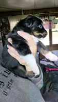 "Eugene", a male Australian Shepherd for sale in Lake Geneva, WI – 3 of 9