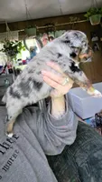 "Betty", a female Australian Shepherd for sale in Lake Geneva, WI – 2 of 10