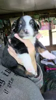 "Eugene", a male Australian Shepherd for sale in Lake Geneva, WI – 5 of 9