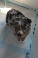 "Gerty", a female Australian Shepherd for sale in Lake Geneva, WI – 4 of 10