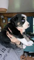 "Frida", a female Australian Shepherd for sale in Lake Geneva, WI – 2 of 9