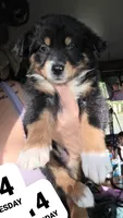 "Gina", a female Australian Shepherd for sale in Lake Geneva, WI – 4 of 10