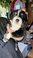 Junior, a male Australian Shepherd for sale in Lake Geneva, WI – 5 of 9