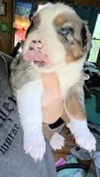 "Melvin", a male Australian Shepherd for sale in Lake Geneva, WI – 8 of 8