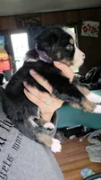 "Bobby", a male Australian Shepherd for sale in Lake Geneva, WI – 3 of 10