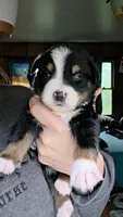 "Bobby", a male Australian Shepherd for sale in Lake Geneva, WI – 10 of 10