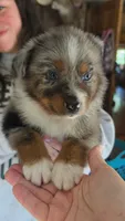 "Betty", a female Australian Shepherd for sale in Lake Geneva, WI – 3 of 10
