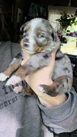 "Betty", a female Australian Shepherd for sale in Lake Geneva, WI – 6 of 10