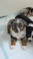 "Betty", a female Australian Shepherd for sale in Lake Geneva, WI – 4 of 10