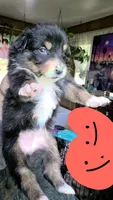 "Ruby", a female Australian Shepherd for sale in Lake Geneva, WI – 2 of 9