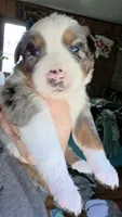 "Melvin", a male Australian Shepherd for sale in Lake Geneva, WI – 5 of 8