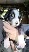 "Richard", a male Australian Shepherd for sale in Lake Geneva, WI – 1 of 9
