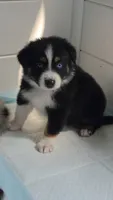 "Shirley", a female Australian Shepherd for sale in Lake Geneva, WI – 9 of 10