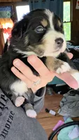 Junior, a male Australian Shepherd for sale in Lake Geneva, WI – 6 of 9