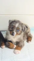 "Betty", a female Australian Shepherd for sale in Lake Geneva, WI – 8 of 10