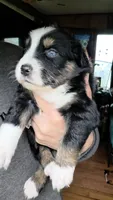 "Frida", a female Australian Shepherd for sale in Lake Geneva, WI – 8 of 9