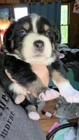 Junior, a male Australian Shepherd for sale in Lake Geneva, WI – 7 of 9