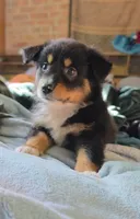 "Gina", a female Australian Shepherd for sale in Lake Geneva, WI – 6 of 10