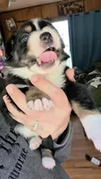 Junior, a male Australian Shepherd for sale in Lake Geneva, WI – 4 of 9