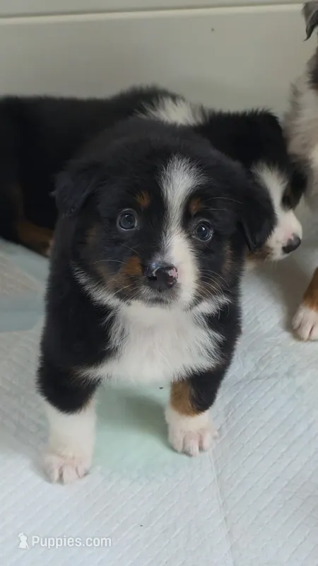 "Eugene" – Australian Shepherd puppy for sale in Lake Geneva, WI