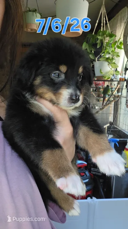 "Ruby" – Australian Shepherd puppy for sale in Lake Geneva, WI