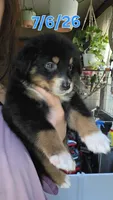 "Gina", a female Australian Shepherd for sale in Lake Geneva, WI – 2 of 10