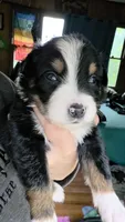 "Bobby", a male Australian Shepherd for sale in Lake Geneva, WI – 1 of 10