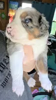 "Melvin", a male Australian Shepherd for sale in Lake Geneva, WI – 6 of 8