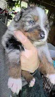 "Betty", a female Australian Shepherd for sale in Lake Geneva, WI – 4 of 10