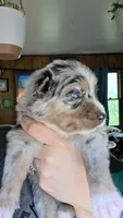 "Gerty", a female Australian Shepherd for sale in Lake Geneva, WI – 5 of 7