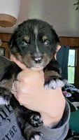 "Gus", a male Australian Shepherd for sale in Lake Geneva, WI – 4 of 10