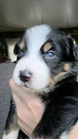 "Richard", a male Australian Shepherd for sale in Lake Geneva, WI – 7 of 9