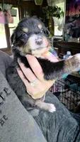 "Ruby", a female Australian Shepherd for sale in Lake Geneva, WI – 9 of 9