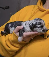 Casanova, a male Australian Shepherd for sale in Lake Geneva, WI – Photo 4 of 5