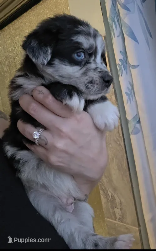 Casanova – Australian Shepherd puppy for sale in Lake Geneva, WI