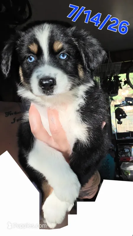 "Shirley" – Australian Shepherd puppy for sale in Lake Geneva, WI