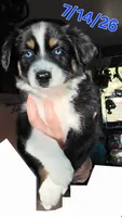 "Shirley", a female Australian Shepherd for sale in Lake Geneva, WI – 2 of 10