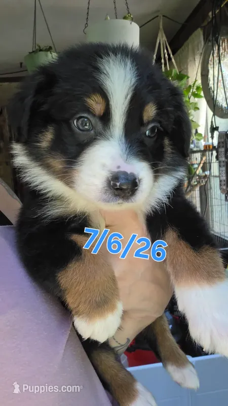 "Bobby" – Australian Shepherd puppy for sale in Lake Geneva, WI