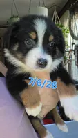 "Bobby", a male Australian Shepherd for sale in Lake Geneva, WI – 2 of 7