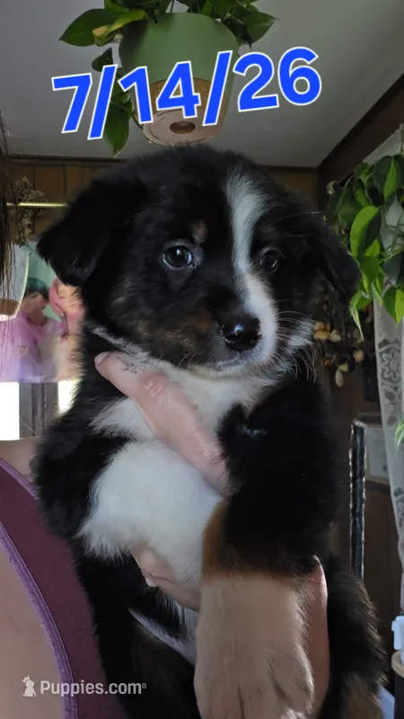 "Eugene" – Australian Shepherd puppy for sale in Lake Geneva, WI