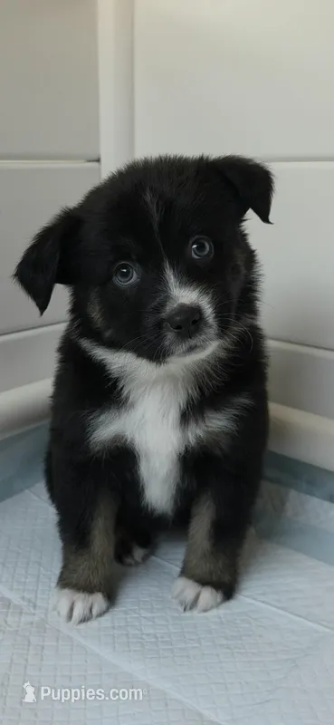 Ramona  – Australian Shepherd puppy for sale in Lake Geneva, WI