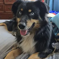 Ramona , a female Australian Shepherd for sale in Lake Geneva, WI – Photo 9 of 10