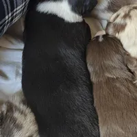 Ramona , a female Australian Shepherd for sale in Lake Geneva, WI – Photo 10 of 10